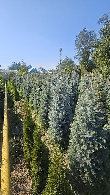 Туя: Туя западная Смарагд — плотные конические саженцы для живых изгородей — 18