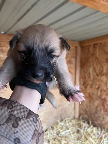 Продажа собак: Щенки (малыши на фото) - Возраст: совсем маленькие, уже открыли — 11