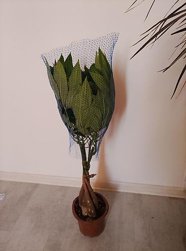 Денежное дерево: 🌿 Продаётся денежное дерево — пахира! 🌿 Ищете красивое растение — 1