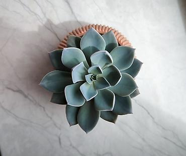 dibcek: 🌿 Echeveria Gözəl və səliqəli Echeveria dibçəkdə 🪴 Yeni sahibinə tam — 1