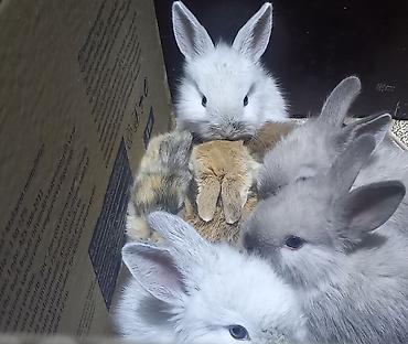 Dovşanlar: Salam. dovsan balalari tek ve top satilir — 1