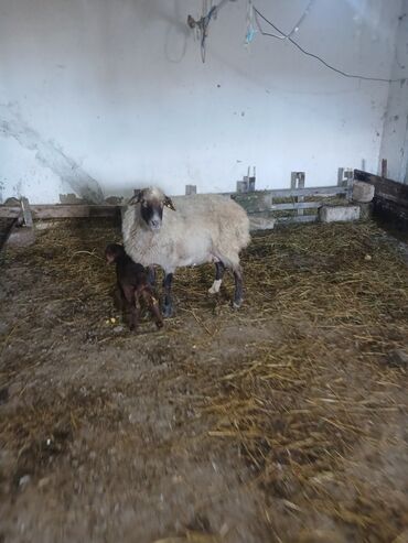 Qoyunlar, qoçlar: Ana bala 380man 3cu qarlndl dogur. bașqa bogaz heyvanlarlmda — 3