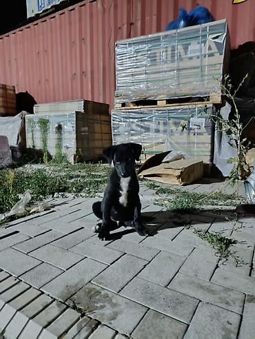 Продажа собак: Овчарка, 2 месяца, Самец — 13
