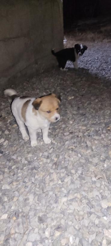 Продажа собак: Отдам даром щенки бардер колли 1 Мес мальчики адрес город Ош село — 12