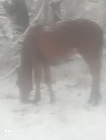 Лошади, кони: Продаю | Кобыла (самка) | Для разведения — 2