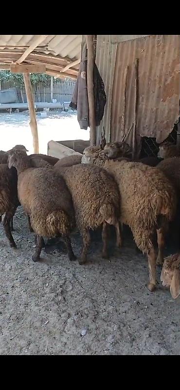 ətlik dovşan: Erkək,Dişi Quzular Satılır📍Diri Çəkisi 10manatdan stitqasız,diri — 8