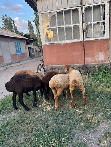 Баран, овца: Продаю | Ягненок | На забой — 10