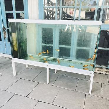 Dördbucaq akvarium, Balıqlarla birlikdə, 450 l