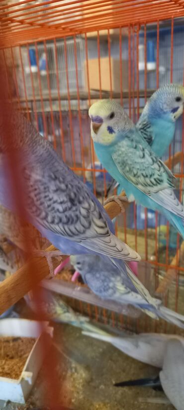 Tutuquşları: Her reng balalar var qiymetler muxtelifdir 12 manatdan baslayir 15 20 — 8