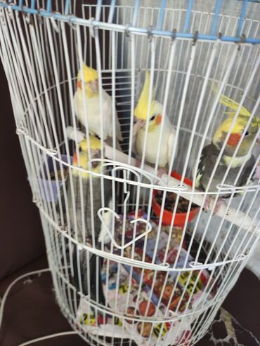 Korella tam sağlam qiymət birinə aiddi