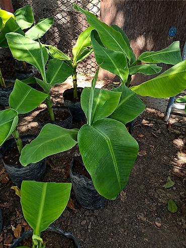 монстера манки: Продаю бананы ПЛОДОВЫЕ, сорт: Acuminata. Плодятся на второй год — 6