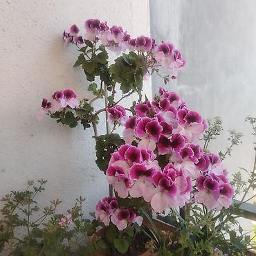 ev guleri: Ev üçün dekorativ otaq bitkiləri dəsti Təsvir: - 2 ədəd hibiskus (Çin — 7