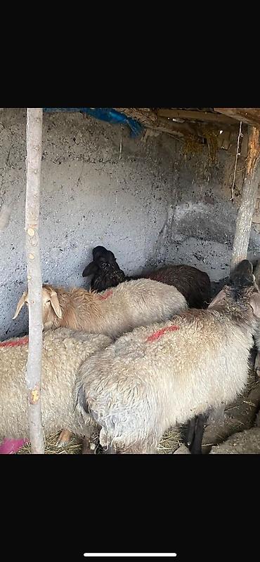 Баран, овца: Продаю | Овца (самка) | Арашан | Для разведения | Ярка — 6