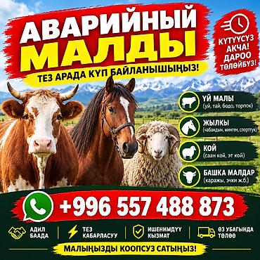 кошка сфинкс с шерстью: Частное лицо | На забой, на мясо — 2