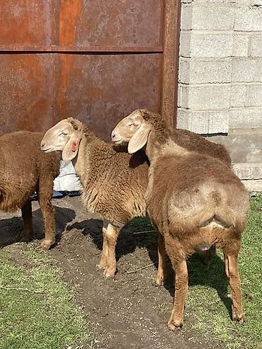 Баран, овца: Продаю | Овца (самка) | Для разведения | Матка — 12