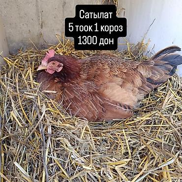 Продаю | Куры | Домашняя | Несушки