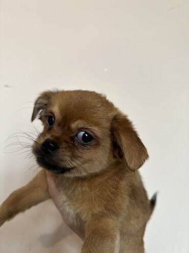 İtlər: Miniatür balaca it balaları - Cins: kiçik ölçülü dekorativ — 7