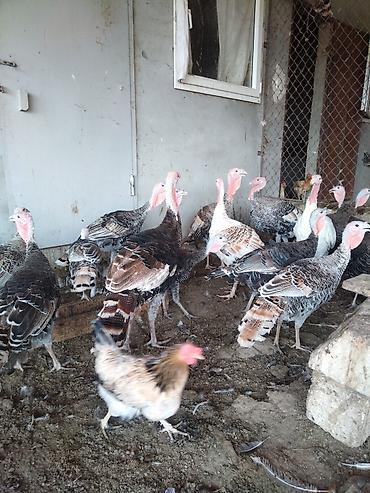 kend cucesi: Salam. Yerli hinduşqalardı. 4 aylıqdırlar. 57 ədədir bir yerdən — 1