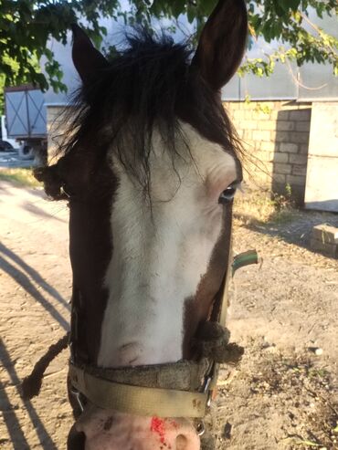 at nalı satışı v Azərbaycan | Heykəlciklər: Salam at satılır noyabırda 3 yaşı olacağ pul lazım olduğna görə 1500