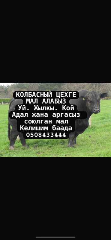 мал базар токмок 2020: Скупка скота