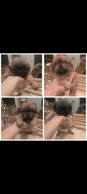 İtlər: Pekines, 1 ay, Dişi, Peyvəndli, Ünvandan götürmə