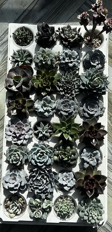 Другой декор и предметы интерьера: Продаю суккуленты: эхеверии, седумы, крассулы, эониумы алоэ — 2