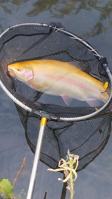 Другая рыбная продукция: Продаю холодного и горячего копчения Форель, домашнего приготовления — 9