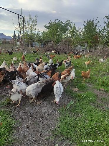 Toyuqlar: Toyuq, Ətlik -da lalafo.az — 9 Toyuqlar: Toyuq, Ətlik — 9