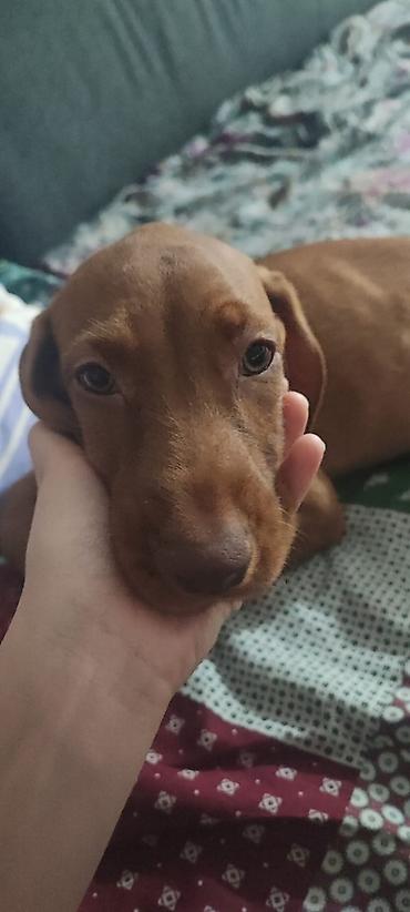 doberman cena: Na prodaju prelepi štenci mađarske vižle. Rodjeni 02.06.2026 — 1