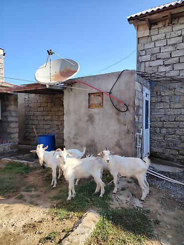 Keçilər, çəpişlər: Dişi, Zanen, il: 1, 60 kq, Damazlıq, Südlük, Pulsuz çatdırılma — 2