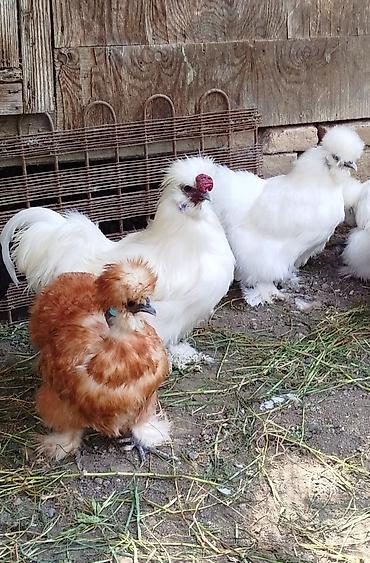 yumurtlayan toyuqlar satilir: Ponponlar satılır bir xoruz iki toyug toyuglar hal hazırda — 2