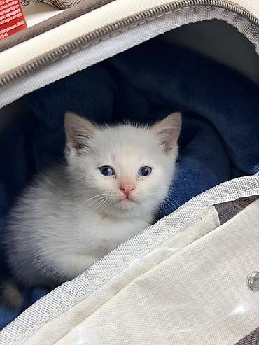 Продажа кошек: Белоснежный котёнок с голубыми глазами. Булут, Булушка, малькик — 4