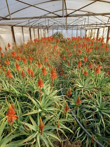 Çöl bitkiləri: Bu təsvirdəMüalicəvi aloe və Aloe vera bitkiləri təsvir edilmişdir -da lalafo.az — 2 Çöl bitkiləri: Bu təsvirdəMüalicəvi aloe və Aloe vera bitkiləri təsvir edilmişdir — 2