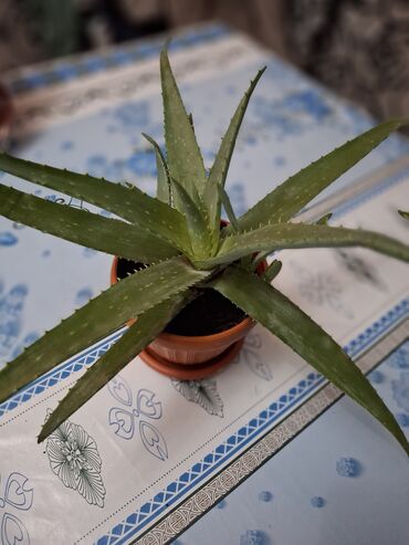 почва для цветов: Комнатные растения в горшках 1) Алоэ (вероятно Aloe vera/алое