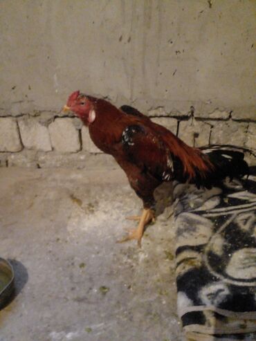 Xoruzlar: Xoruz, Indonesiya, il: 1, Ünvandan götürmə — 8