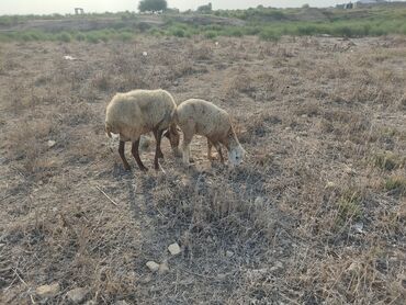 Qoyunlar, qoçlar: Dişi, il: 2, Damazlıq, Ətlik