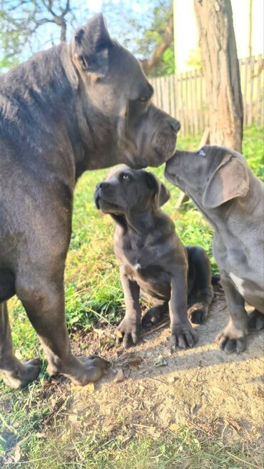 Psi: Prodajemo štence CANE CORSO vhunskog izložbenog kvaliteta sa — 2