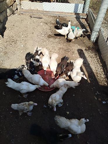 ordək balası və cucə: Dişi, | Lal ördək, Damazlıq, Ünvandan götürmə — 1