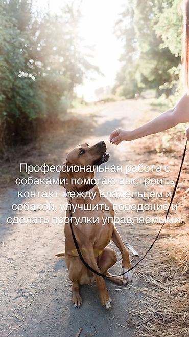 кане корс: Формирование послушания и управляемости собак | Бишкек — 2