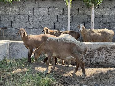 козулар сатылат кара балта: Кочкорлор, койлор