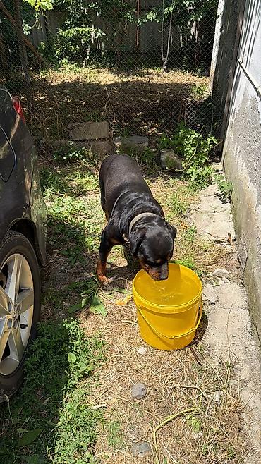 rottweiler satilir: Rotveyler, Peyvəndli — 2