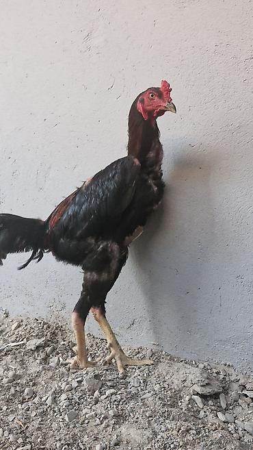 husky balası: Toyuq, Damazlıq — 2