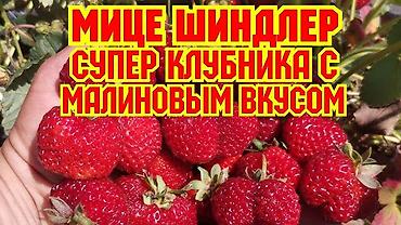 моно моно: Продаю очень реткй сорт клубники очень сочная сладкая вкусная сорт — 6