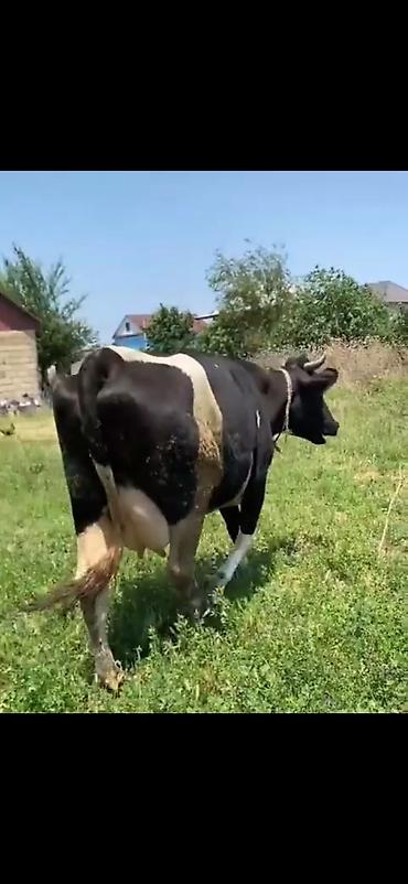Inəklər, öküzlər: Satılır: inək buzovla - Növ: süd istiqamətli inək, yanında erkək/dişi -da lalafo.az — 8 Inəklər, öküzlər: Satılır: inək buzovla - Növ: süd istiqamətli inək, yanında erkək/dişi — 8