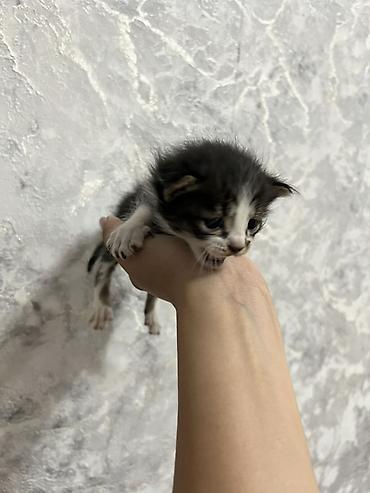 животные в аренду: Котята, помет из нескольких малышей. - Окрас: черно-белые и — 3