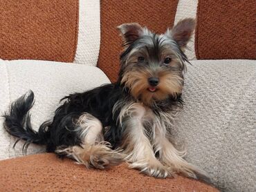 Собаки: Щенок Йоркширского терьера, девочка 4 месячная (мини) Дата рождения
