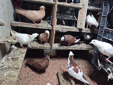 quşlar: Cürbəcür dekorativ göyərçinlər – kolleksiya üçün - Rənglər: ağ — 3