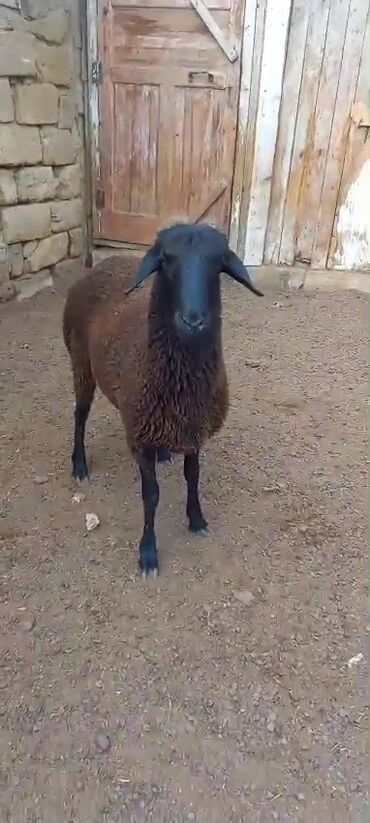 simmental ineklerin satisi: Salam erkey ekiz tay qara quzudu qiymət sondu