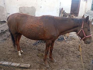 Лошади, кони: Продаю | Кобыла (самка) — 8