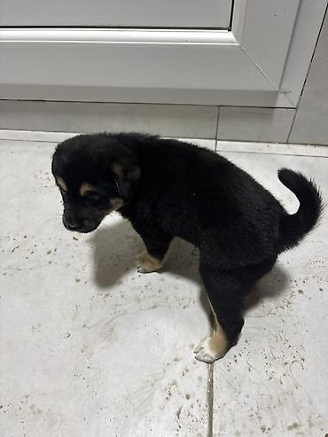ucuz ev itleri: Labrador-retriver, 2 ay, Erkək, Peyvəndli, Ünvandan götürmə — 2